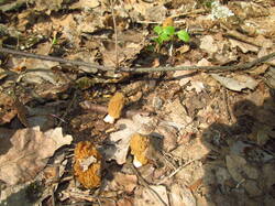 IMG_3702.thumb.JPG.e17877b65d5f329cd337cf0c2179fa14.JPG