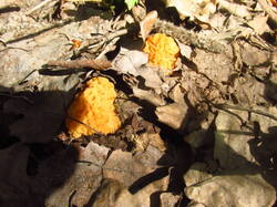 IMG_3707.thumb.JPG.c950adfcdb3f23ff1ce9f0f94dbd3112.JPG
