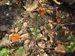 IMG_3742.thumb.JPG.afa6d1f8409dde4ab391c90fe4ae4a0a.JPG