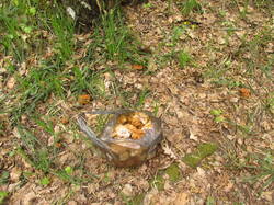 IMG_3817.thumb.JPG.42d56135938ed45e0c1f409dfede9d08.JPG