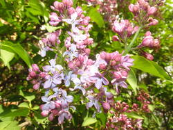 IMG_3829.thumb.JPG.e37428001a9e3c0584bc967c5875365b.JPG