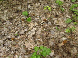 IMG_3838.thumb.JPG.6ddc39f7bc5d821ae76d80fdc08cd273.JPG