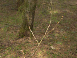 IMG_8858.thumb.jpg.b97d9cc070b4523b95f1f3bdaa5454a9.jpg