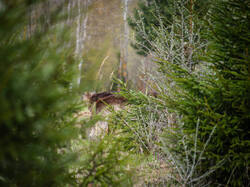 P4260171-ORF_DP.thumb.jpg.a4165b68e9aeb0e7d50a5fd4a84466b0.jpg
