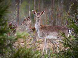 P4260296-ORF_DP.thumb.jpg.f0638e52b0bf777d409b4cb480dccb39.jpg