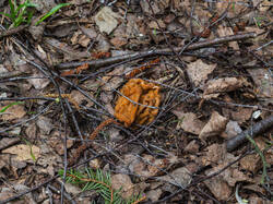 P4260781-ORF_DP.thumb.jpg.220eacf96e2da173c751ee46f0a12d06.jpg
