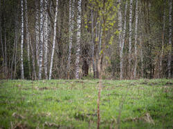 P4260808-ORF_DP.thumb.jpg.76b06c43ccd4d5ed8fcd23023a4c2bb0.jpg