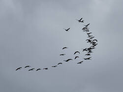 P4260825-ORF_DP.thumb.jpg.a3cd96c8504a5b7b48eb7c2c97bace4b.jpg