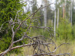P4260834-ORF_DP.thumb.jpg.a481f7d2167fc0709b5530b72f8699b7.jpg