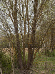 P4260868-ORF_DP.thumb.jpg.b7a8886111710beb848faeb8acea633a.jpg