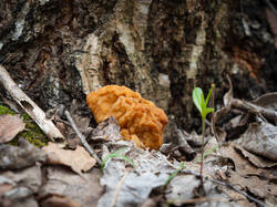 P4260869-ORF_DP.thumb.jpg.cb9d53a01db5eadfe8024d3d03777a1f.jpg
