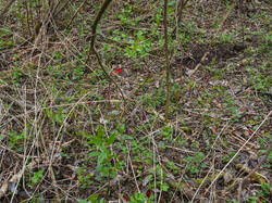 P4260871-ORF_DP.thumb.jpg.41325c518a111a3d8d029ecefec024a8.jpg