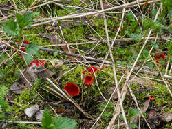 P4260874-ORF_DP.thumb.jpg.3fd39a6bbd36e5bd171fe4d188d9a1cc.jpg