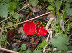 P4260875-ORF_DP.thumb.jpg.ad09ee9c2dd9847c1c7f8029b7db10a8.jpg