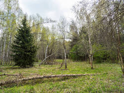 P4260890-ORF_DP.thumb.jpg.7118bdd935ee52040ce26d332df7ea68.jpg