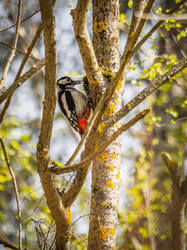 P4261210-ORF_DP.thumb.jpg.5be8ef73dc54225ea68d044df629c95e.jpg