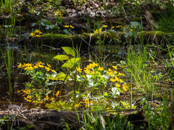 P4261501-ORF_DP.thumb.jpg.1a1aaa498602f6cf0cf195fe9e3dc90b.jpg