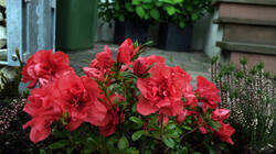 Rhododendron_alabamense_AWP_20250421.thumb.JPG.55bfdccd075e2f9a9a739574f8d3f4f7.JPG