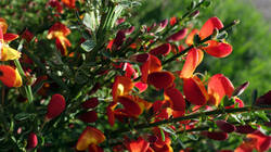 1047393136_Cytisus_dallimorei__202504_27.thumb.JPG.8b885ed67874e8ce2c9c1a5ecf090519.JPG