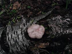 1065613190_05-25-.thumb.jpg.de77fd1158e07a263e26c3a90ff069ff.jpg