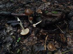 1266556864_05-25-(3).thumb.jpg.a1cf55cedeec16561addd17ca84c0cdc.jpg