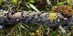 Hypoxylon-2 - Copy-2.jpg