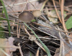1400_DSC2902.thumb.jpg.b96dfe6e5cc5d92a521bab0f731a0771.jpg