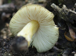1400_DSC3008.thumb.jpg.8c36089eda85f64cc483a48e96af3ae5.jpg