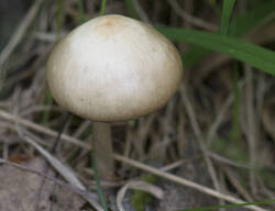 1400_DSC3058.thumb.jpg.6aa5a9b2a6bb1aa14de1cbfcc403d183.jpg