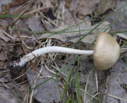 1400_DSC3059.thumb.jpg.ae1ae14030cfea7f61356b56a87523fe.jpg