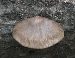 1400_DSC3072.thumb.jpg.3c5cab6e7e333e88e28c3863a1a3fc91.jpg