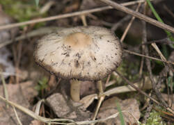 1400_DSC3425.thumb.jpg.eba832e514fafcaf94c7bf0e80e6596f.jpg