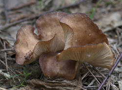 1400_DSC3440.thumb.jpg.8fdbb4b49ffe211ad97bc24cecb8f7c3.jpg