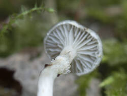1400_DSC3485.thumb.jpg.b00bb974005b6b4cf7964897ef34a3ac.jpg