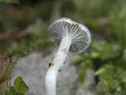 1400_DSC3486.thumb.jpg.6c468cc3e39b0ef31703206eea1e4e12.jpg
