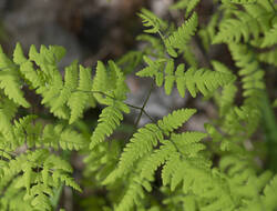 1400_DSC3515.thumb.jpg.f945b8c6e274956cf15afcc8a8741254.jpg
