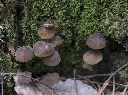 1400_DSC3534.thumb.jpg.d2517ef78872949a74285a1acd37a784.jpg