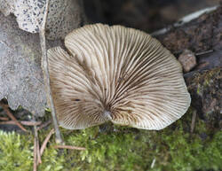 1400_DSC3564.thumb.jpg.2d5eb10ab0084dbbeef85c38cb4c2e73.jpg