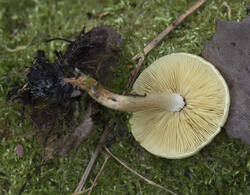 1400_DSC3581.thumb.jpg.01432ef2838e31b6f34f46f06fe06d62.jpg