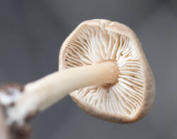 1400_DSC3689.thumb.jpg.3466cbda1e22a51807d61d22fe996f48.jpg