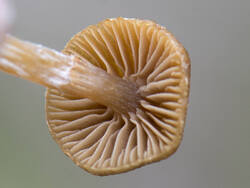 1400_DSC3835.thumb.jpg.d6bc33d5172d8536a53b3e83dc43a273.jpg