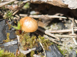 1400_DSC3887.thumb.jpg.4c2dccf3f88d3fd776d9da765c56d259.jpg