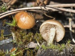 1400_DSC3895.thumb.jpg.ca0f0d20a8beba2fc754fcc73f1dcf17.jpg