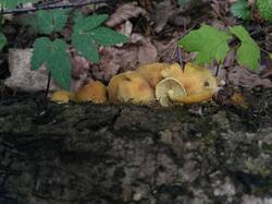 1637718972_05-25-.thumb.jpg.075a6532688bcfafae2090b263d2157e.jpg