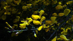 1768379422_Cytisus_scoparius___2025_04_27.thumb.JPG.1721b59f14062aa9c5f33bae8b7490cb.JPG