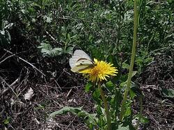 1913021749_05-25-.thumb.jpg.d757ab7331cb9f5e9bccfede2c07f27c.jpg