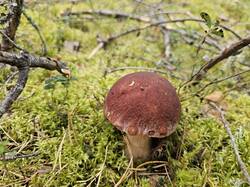 20240912_164031.thumb.jpg.a2d7a330db26e1e24a42ce7fb04093f5.jpg