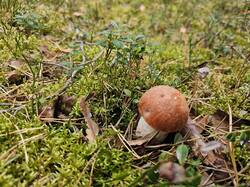 20240912_170426.thumb.jpg.70ce812b6a07b6df28e2bf840f223551.jpg