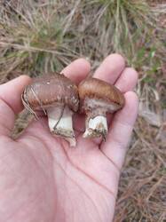 20250515_164955.thumb.jpg.8f867562b5a352ec97680ea4e8e39a82.jpg