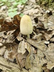 20250518_111731.thumb.jpg.a202e18624db2edc63bdf4a19b03b96e.jpg